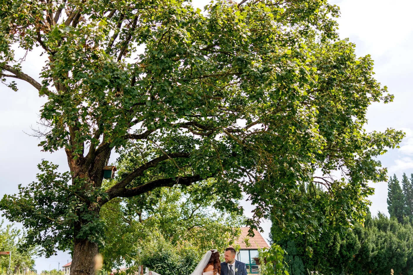 Couple resting on a bench under an old tree